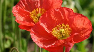 アイスランドポピー | 兵庫県立フラワーセンター