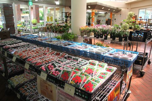 秋植え球根特売会 兵庫県立フラワーセンター