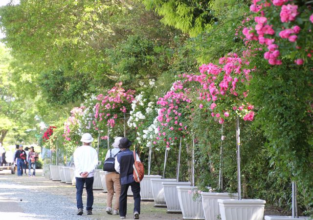 バラのウィーピングフェア 兵庫県立フラワーセンター