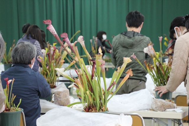 サラセニアの株分け体験と育て方教室 兵庫県立フラワーセンター