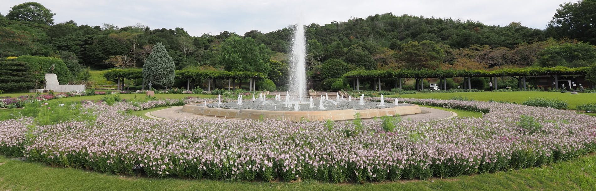 アンゲロニア