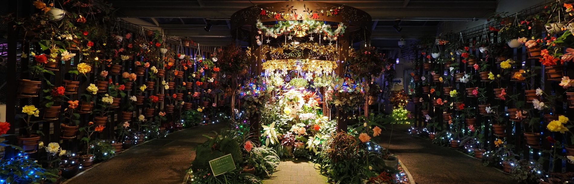 花と光のクリスマス