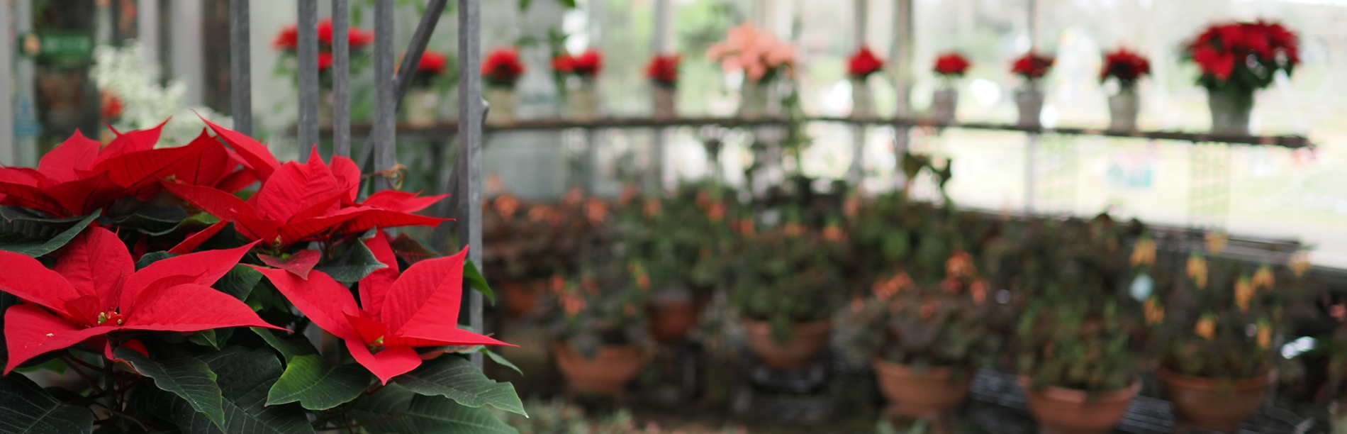 ポインセチア