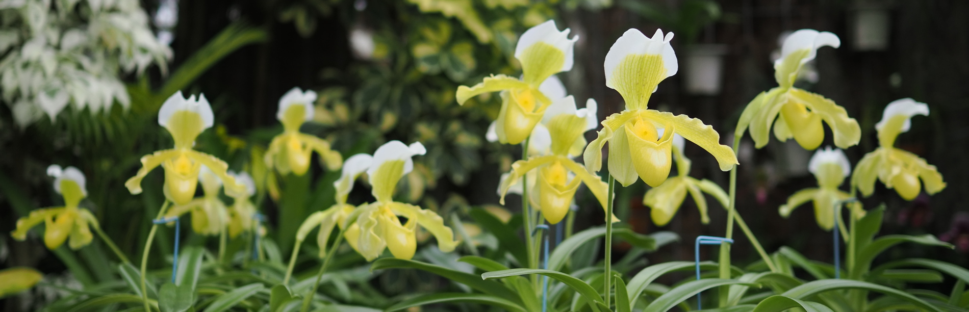 パフィオペディルム