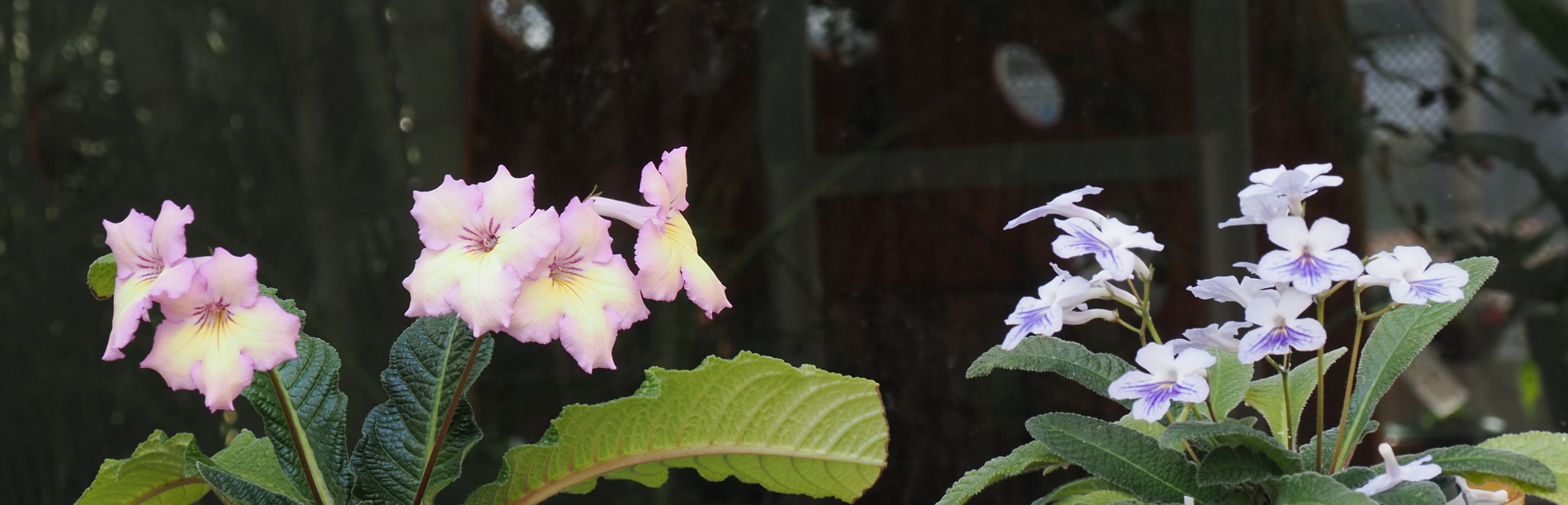 ストレプトカーパス