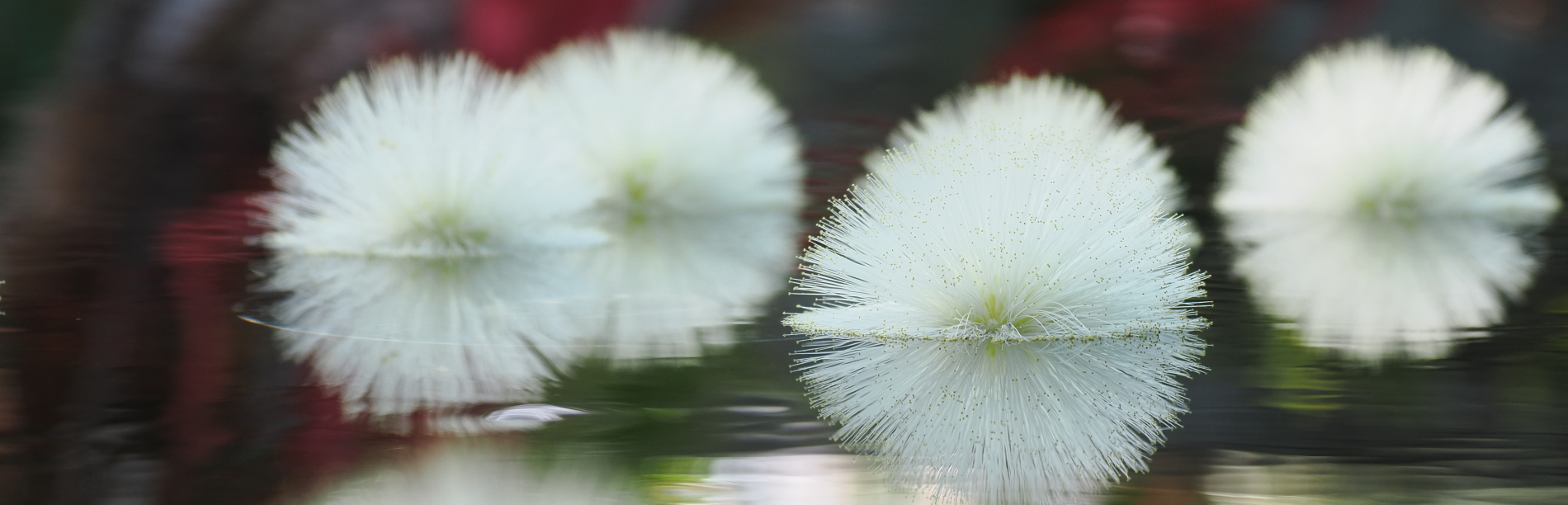 ストレプトカーパス