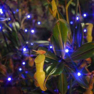 大温室　食虫植物室