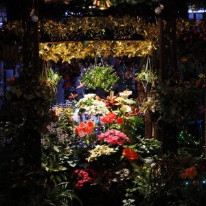 大温室　球根ベゴニア室