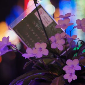 大温室　四季の花室